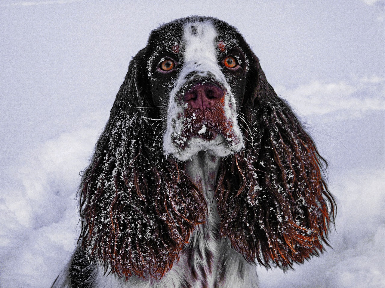 The Gentle Spirit of the Irish Water Spaniel